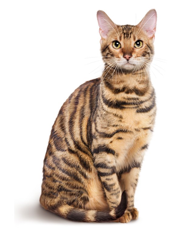 Bengala